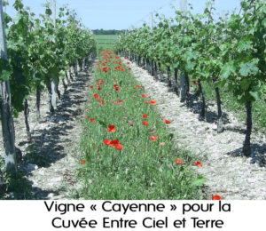 vigne cayenne avec texte